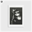 アートポストカード-Vaccinium Corymbosum (Blueberry) - カール ブロスフェルト Postcard.