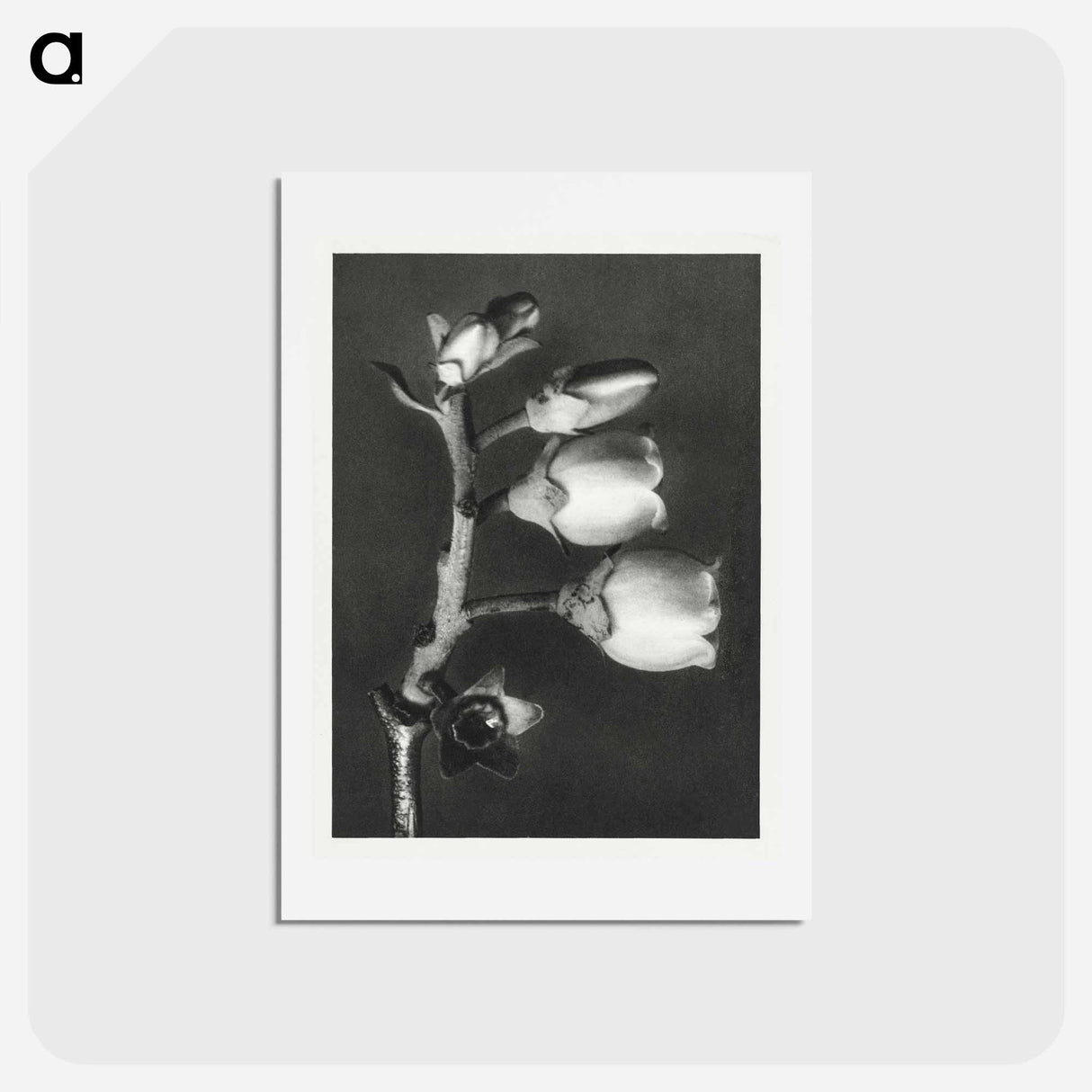 アートポストカード-Vaccinium Corymbosum (Blueberry) - カール ブロスフェルト Postcard.