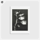 アートポストカード-Vaccinium Corymbosum (Blueberry) - カール ブロスフェルト Postcard.