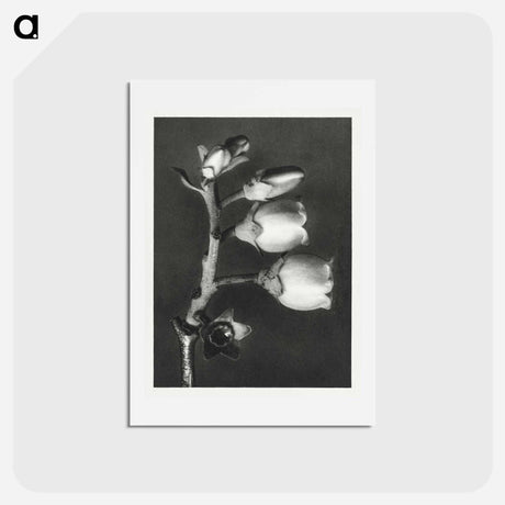 アートポストカード-Vaccinium Corymbosum (Blueberry) - カール ブロスフェルト Postcard.