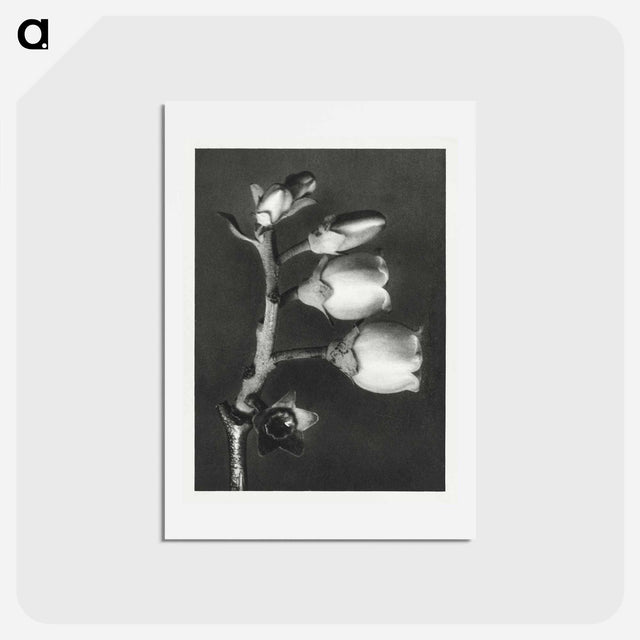 アートポストカード-Vaccinium Corymbosum (Blueberry) - カール ブロスフェルト Postcard.