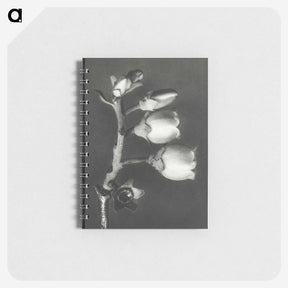 1-44_Karl-Blossfeldt_memo