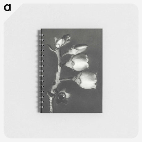 1-44_Karl-Blossfeldt_memo