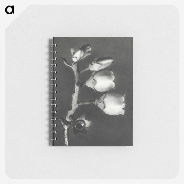 1-44_Karl-Blossfeldt_memo