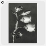 1-44_Karl-Blossfeldt_picture-crop