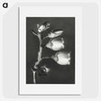 1-44_Karl-Blossfeldt_picture