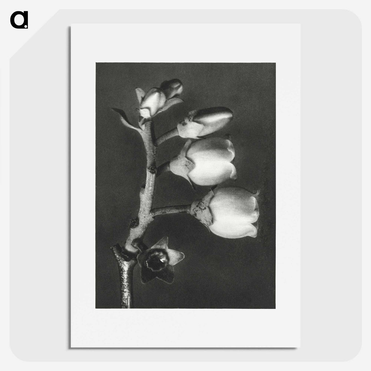 1-44_Karl-Blossfeldt_picture
