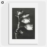 1-44_Karl-Blossfeldt_picture