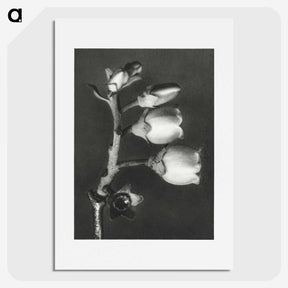 1-44_Karl-Blossfeldt_picture