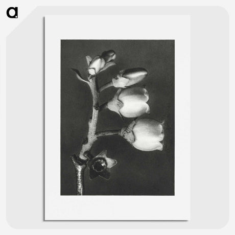 1-44_Karl-Blossfeldt_picture