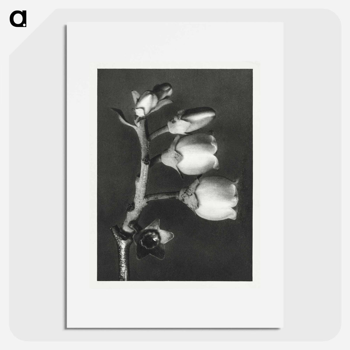 Vaccinium Corymbosum (Blueberry) - Karl Blossfeldt Poster.