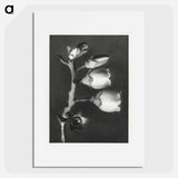 Vaccinium Corymbosum (Blueberry) - Karl Blossfeldt Poster.