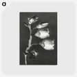 1-44_Karl-Blossfeldt_postcard