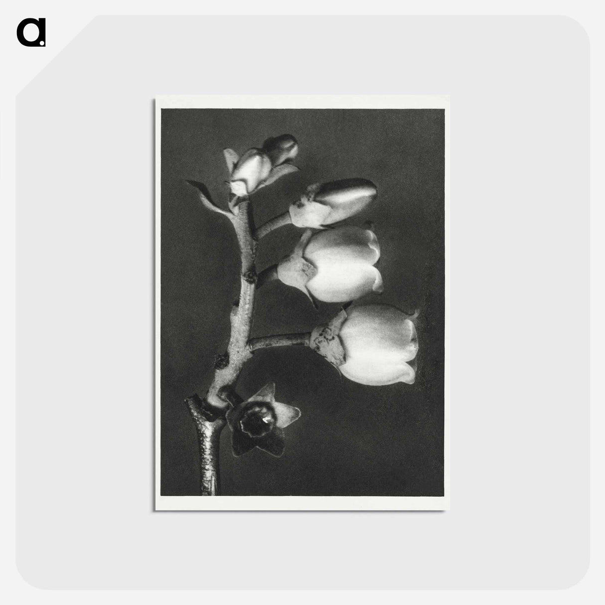 アートポストカード-Vaccinium Corymbosum (Blueberry) - カール ブロスフェルト Postcard.