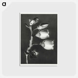 アートポストカード-Vaccinium Corymbosum (Blueberry) - カール ブロスフェルト Postcard.
