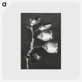 1-44_Karl-Blossfeldt_postcard