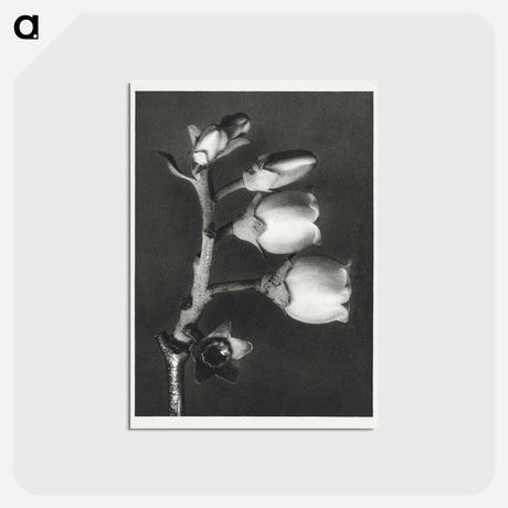 アートポストカード-Vaccinium Corymbosum (Blueberry) - カール ブロスフェルト Postcard.