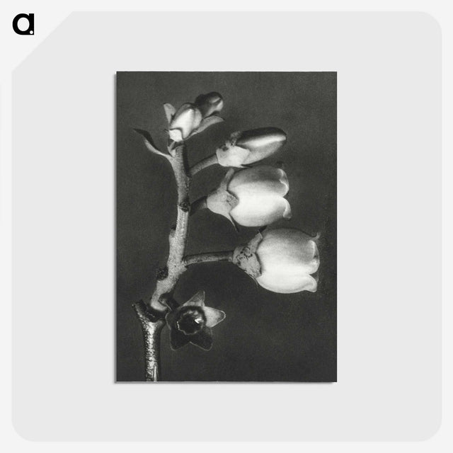 1-44_Karl-Blossfeldt_postcard