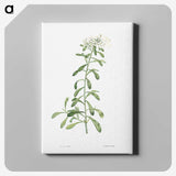 1-44_La-Botanique_canvas