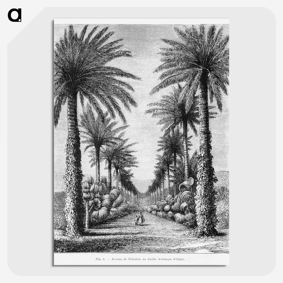 1-44_Les-Palmiers-Histoire-Iconographique_picture-crop
