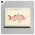 アートパネル-A Fish from the Red Sea
 - ルイージ バルガーニ Canvas.