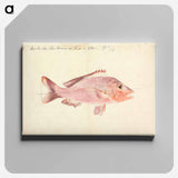 アートパネル-A Fish from the Red Sea
 - ルイージ バルガーニ Canvas.
