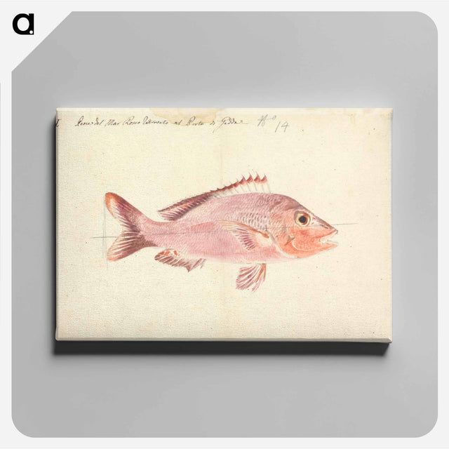アートパネル-A Fish from the Red Sea
 - ルイージ バルガーニ Canvas.