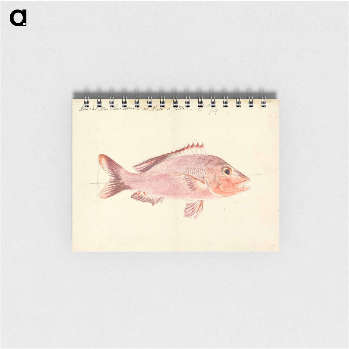 A Fish from the Red Sea
 - ルイージ バルガーニ Memo.