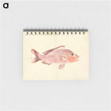 A Fish from the Red Sea
 - ルイージ バルガーニ Memo.