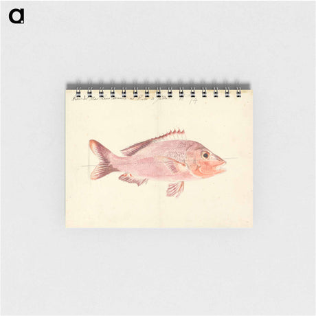 アートメモ帳-A Fish from the Red Sea
 - ルイージ バルガーニ Memo.