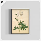 1-44_Maria-Sibylla-Merian_blk-crop