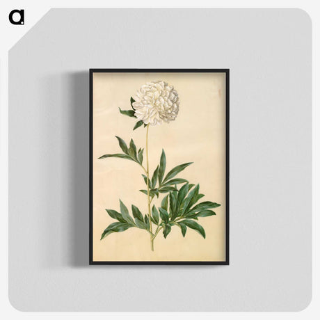 1-44_Maria-Sibylla-Merian_blk-crop