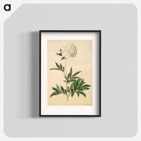 アートポスター-Paeonia lactiflora
 - マリア ジビーラ メーリアン Poster.
