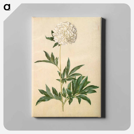 アートパネル-Paeonia lactiflora
 - マリア ジビーラ メーリアン Canvas.
