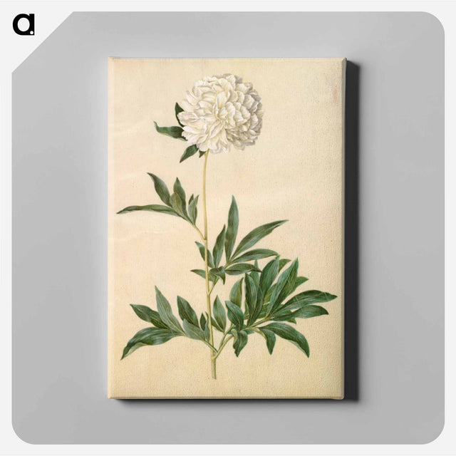 アートパネル-Paeonia lactiflora
 - マリア ジビーラ メーリアン Canvas.