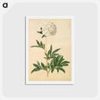 アートポストカード-Paeonia lactiflora
 - マリア ジビーラ メーリアン Postcard.