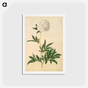 アートポストカード-Paeonia lactiflora
 - マリア ジビーラ メーリアン Postcard.