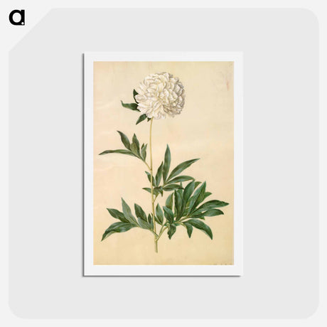 アートポストカード-Paeonia lactiflora
 - マリア ジビーラ メーリアン Postcard.