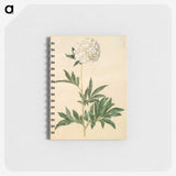 1-44_Maria-Sibylla-Merian_memo