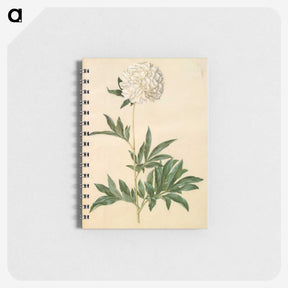 1-44_Maria-Sibylla-Merian_memo
