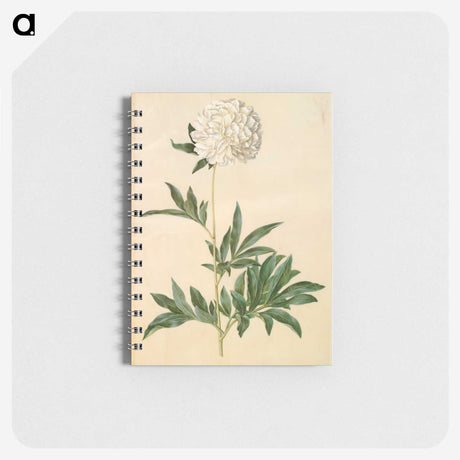 1-44_Maria-Sibylla-Merian_memo