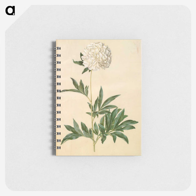 1-44_Maria-Sibylla-Merian_memo