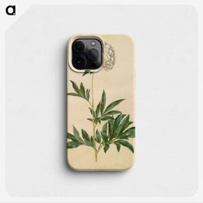 1-44_Maria-Sibylla-Merian_phone