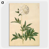 1-44_Maria-Sibylla-Merian_picture-crop