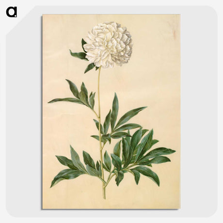 1-44_Maria-Sibylla-Merian_picture-crop
