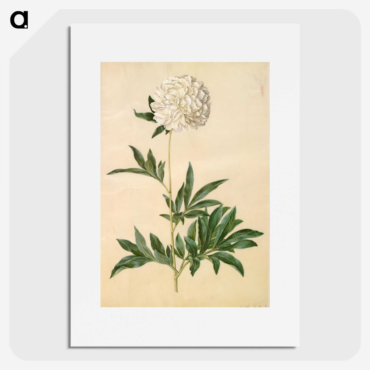 1-44_Maria-Sibylla-Merian_picture