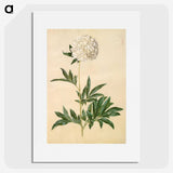 1-44_Maria-Sibylla-Merian_picture