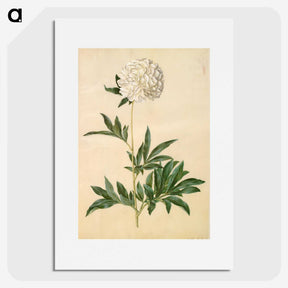 1-44_Maria-Sibylla-Merian_picture