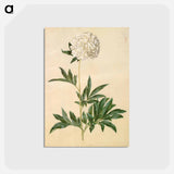 アートポストカード-Paeonia lactiflora
 - マリア ジビーラ メーリアン Postcard.