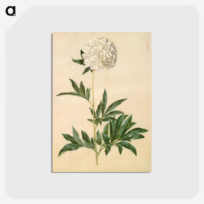 1-44_Maria-Sibylla-Merian_postcard